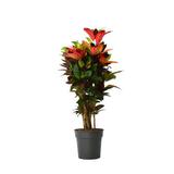 Croton 'Codiaeum Mrs. Iceton' Merveilleux arbuste thumbnail