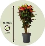 Croton 'Codiaeum Mrs. Iceton' Merveilleux arbuste thumbnail