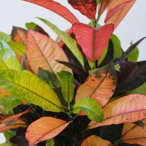 Croton 'Codiaeum Mrs. Iceton' Merveilleux arbuste thumbnail
