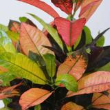 Croton 'Codiaeum Mrs. Iceton' Merveilleux arbuste thumbnail