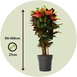 Croton 'Codiaeum Mrs. Iceton' Merveilleux arbuste thumbnail