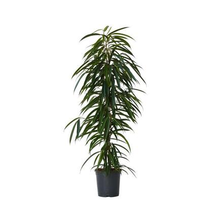 Ficus binnendiijkii 'Alii' XL