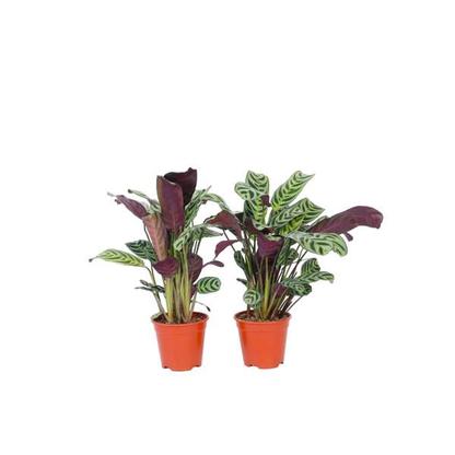 Ctenanthe 'Burle Marxii' - lot de 2