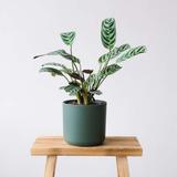 Ctenanthe 'Burle Marxii' - lot de 2 thumbnail
