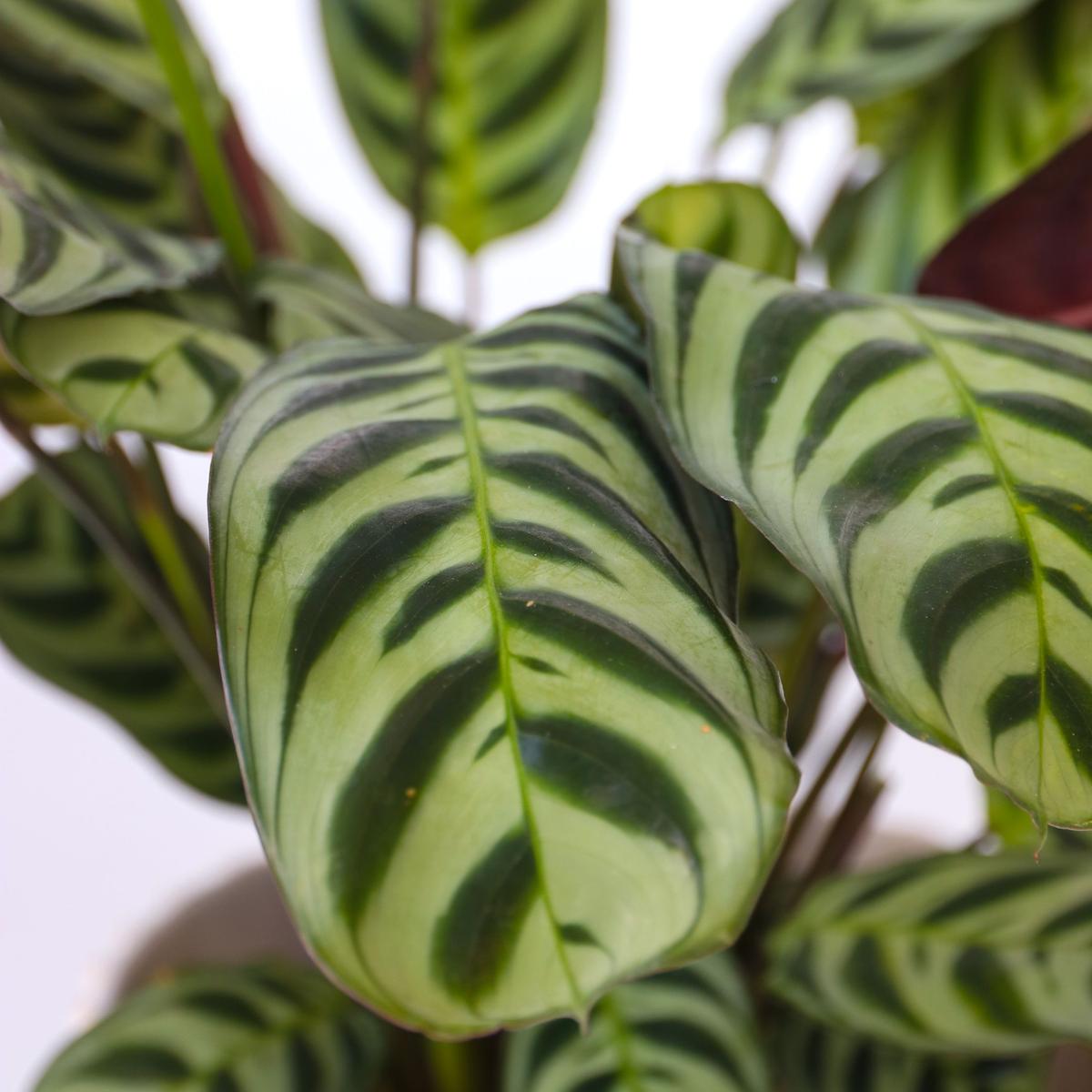 Ctenanthe 'Burle Marxii' - lot de 2 thumbnail