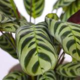 Ctenanthe 'Burle Marxii' - lot de 2 thumbnail