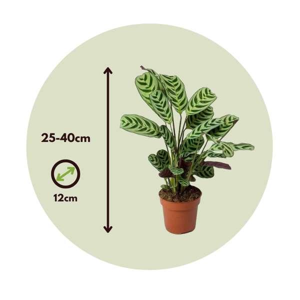 Ctenanthe 'Burle Marxii' - lot de 2 thumbnail