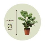 Ctenanthe 'Burle Marxii' - lot de 2 thumbnail
