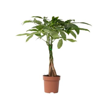Pachira 'Money Tree' (arbre à argent)