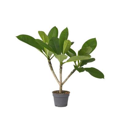 Plumeria 'Frangipani' Hawaï