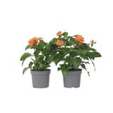 Crossandra Fortuna - lot de 2 thumbnail
