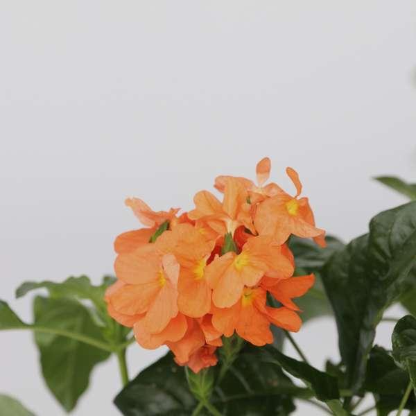 Crossandra Fortuna - lot de 2 thumbnail