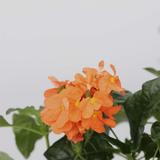 Crossandra Fortuna - lot de 2 thumbnail