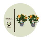 Crossandra Fortuna - lot de 2 thumbnail
