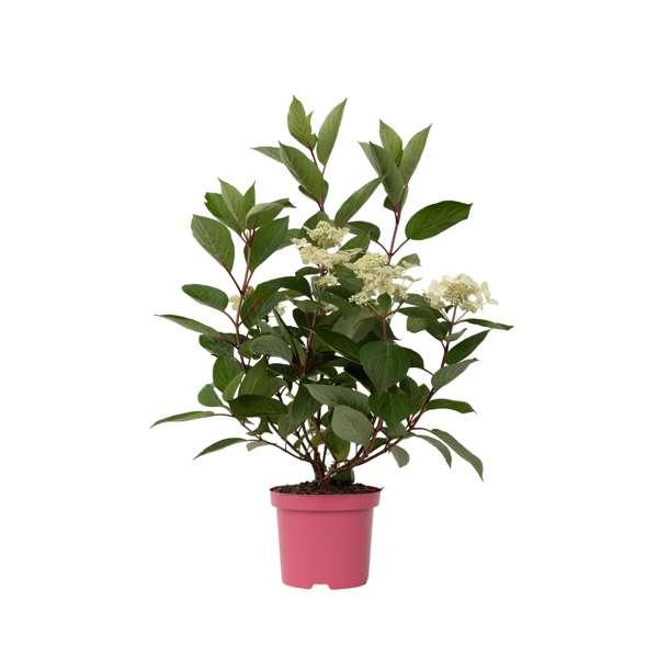 Hydrangea paniculata Early Harry thumbnail