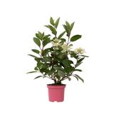 Hydrangea paniculata Early Harry thumbnail
