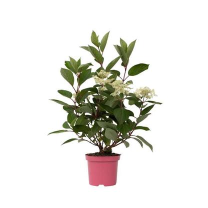 Hydrangea paniculata Early Harry