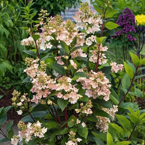 Hydrangea paniculata Early Harry thumbnail