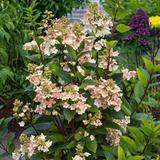 Hydrangea paniculata Early Harry thumbnail