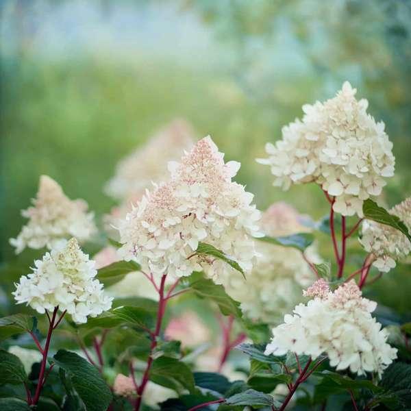 Hydrangea paniculata Early Harry thumbnail