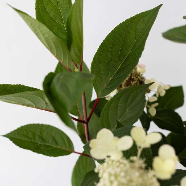 Hydrangea paniculata Early Harry thumbnail