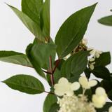 Hydrangea paniculata Early Harry thumbnail