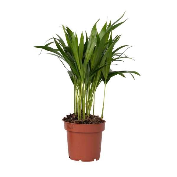 Palmier areca Dypsis lutescens thumbnail