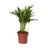 Palmier areca Dypsis lutescens thumbnail