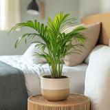 Palmier areca Dypsis lutescens thumbnail
