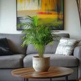 Palmier areca Dypsis lutescens thumbnail