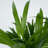 Palmier areca Dypsis lutescens thumbnail