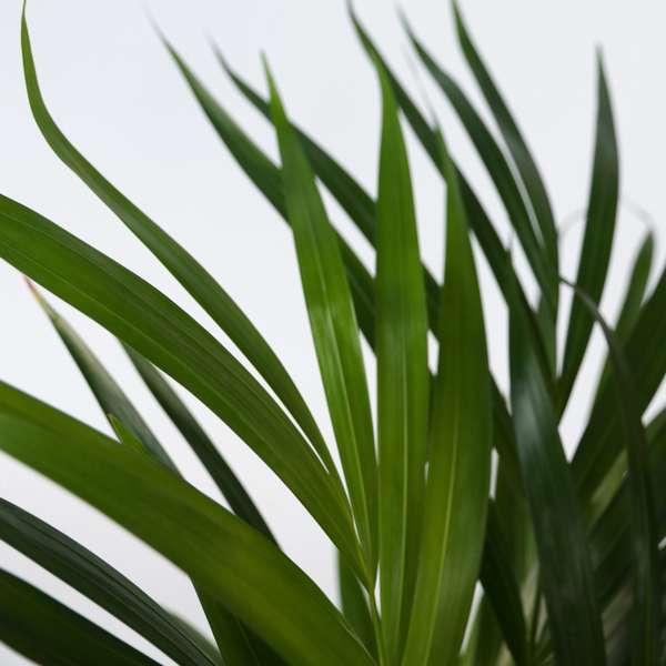 Palmier areca Dypsis lutescens thumbnail