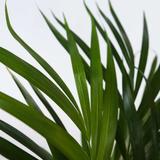 Palmier areca Dypsis lutescens thumbnail
