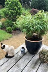 Bambou non traçant rufa - En pot de 5 litres thumbnail