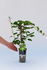 Kiwaï 'Prince Jumbo' mâle - En pot de 1,5 litres thumbnail