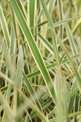 Phormium 'Duet' - En pot de 5 litres thumbnail