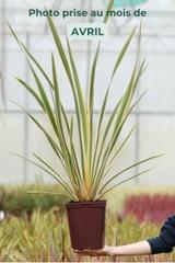 Phormium 'Duet' - En pot de 5 litres thumbnail