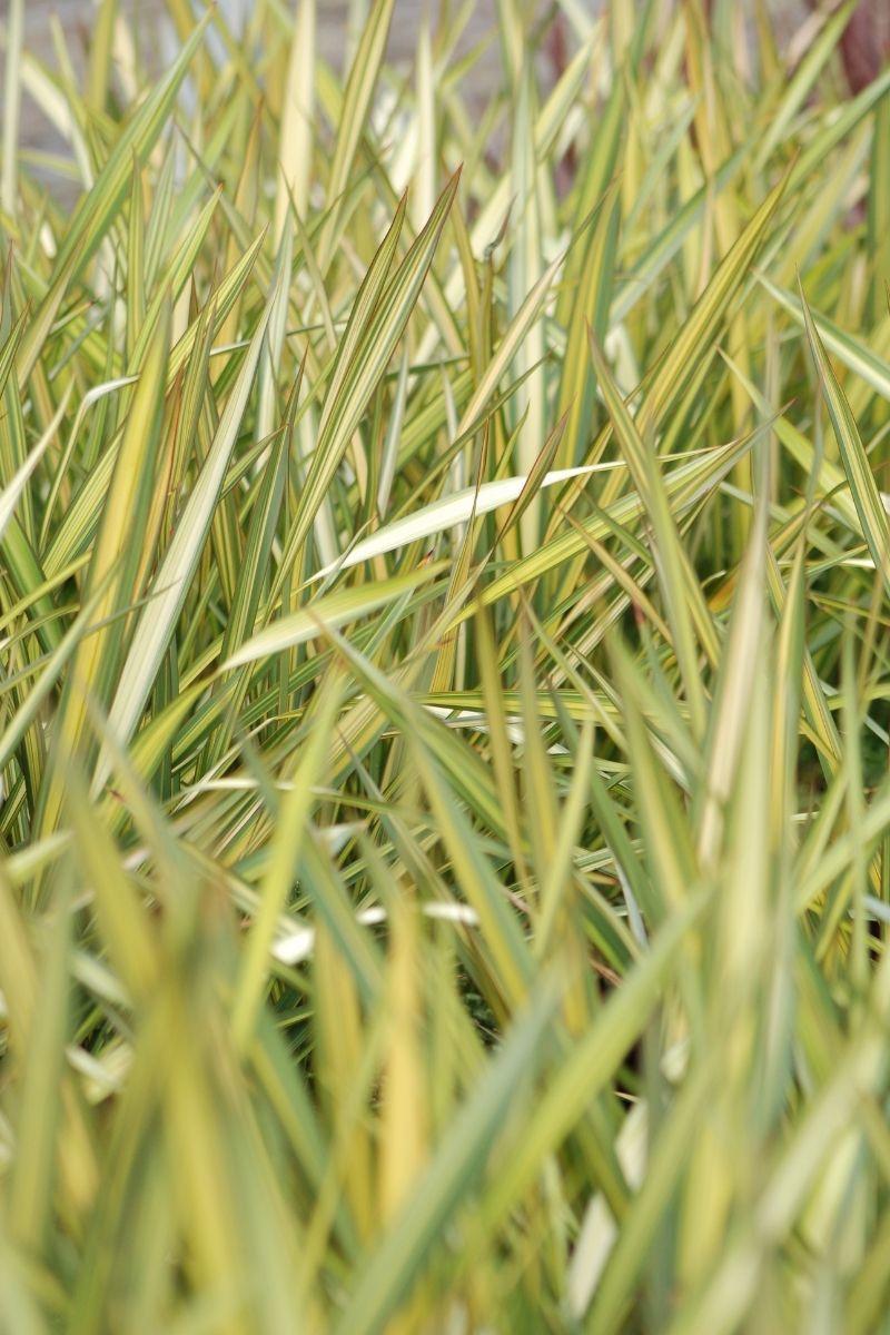 Phormium 'Duet' - En pot de 5 litres thumbnail