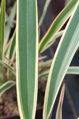 Phormium 'Duet' - En pot de 5 litres thumbnail