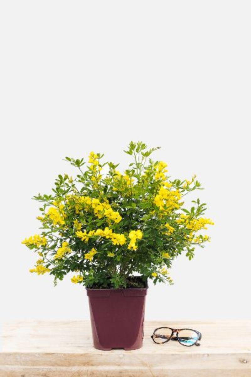 Cytise 'Racemosus' - En pot de 3 litres thumbnail