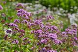 BIO - Origan - 1500 graines - Origanum thumbnail