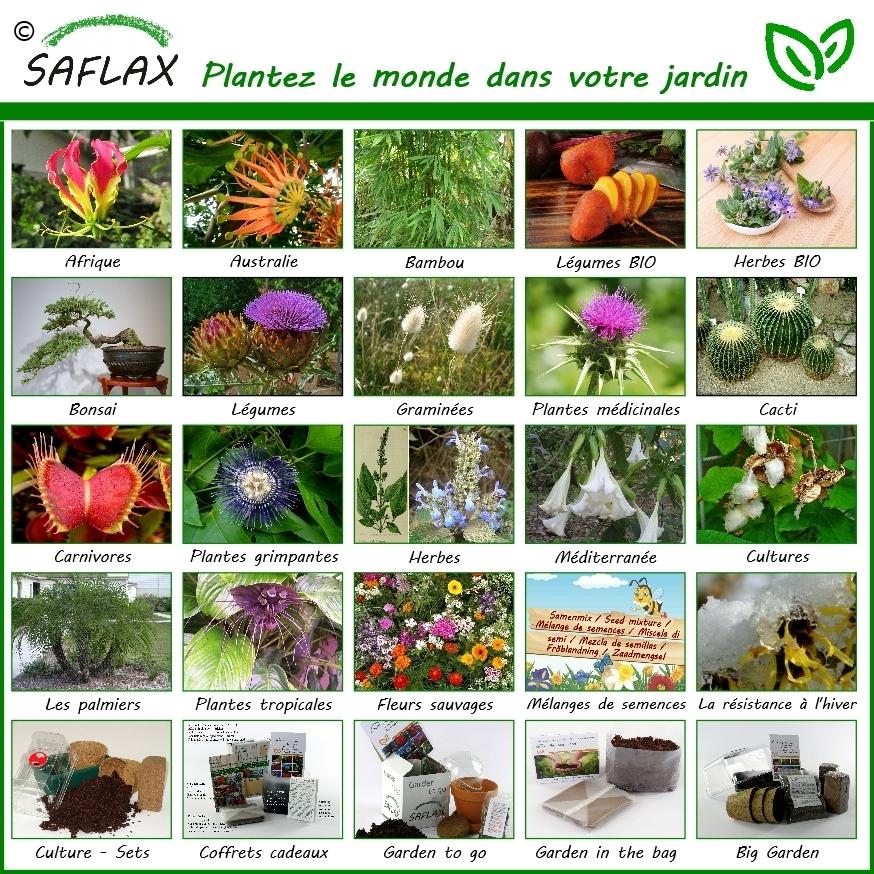 BIO - Roquette sauvage - 1500 graines - Diplotaxis thumbnail