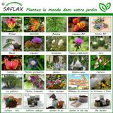 BIO - Roquette sauvage - 1500 graines - Diplotaxis thumbnail