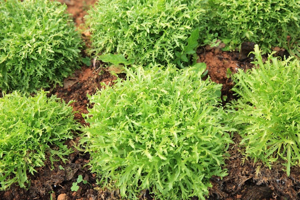 BIO - Roquette - 3000 graines - Eruca thumbnail