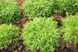 BIO - Roquette - 3000 graines - Eruca thumbnail