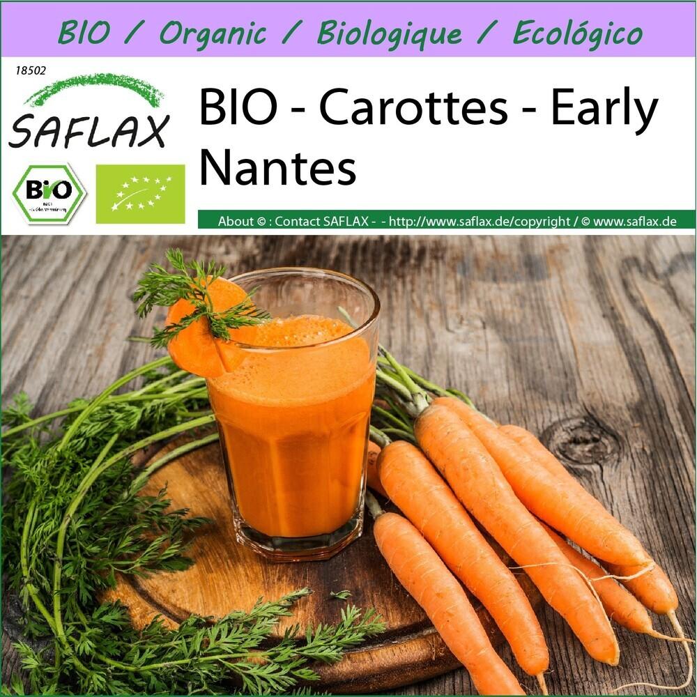 BIO - Carottes - Early Nantes - 1500 graines - Daucus thumbnail