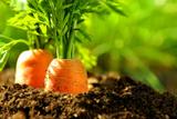 BIO - Carottes - Early Nantes - 1500 graines - Daucus thumbnail