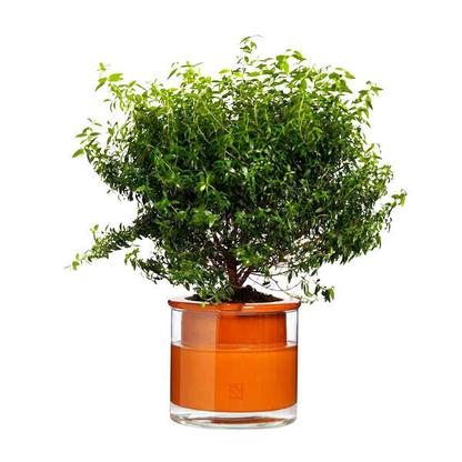 Pot en terre cuite avec réservoir d'eau M
