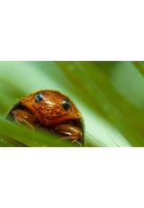 25 coccinelles anti cochenilles thumbnail