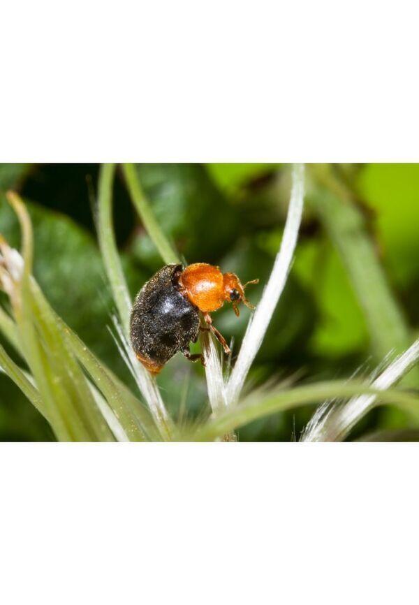 25 coccinelles anti cochenilles thumbnail